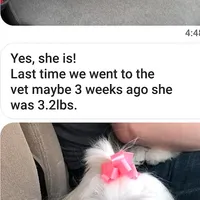 Maltese Male Perfect 10!, a male Maltese for sale in Marietta, GA – Photo 8 of 10