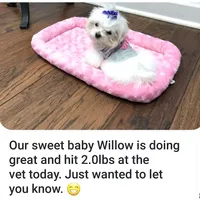 Maltese Male Perfect 10!, a male Maltese for sale in Marietta, GA – Photo 10 of 10