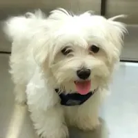 Maltese Male Perfect 10!, a male Maltese for sale in Marietta, GA – Photo 5 of 10