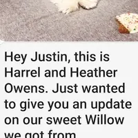 Maltese Male Perfect 10!, a male Maltese for sale in Marietta, GA – Photo 9 of 10