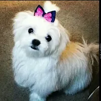 Maltese Male Perfect 10!, a male Maltese for sale in Marietta, GA – Photo 4 of 10