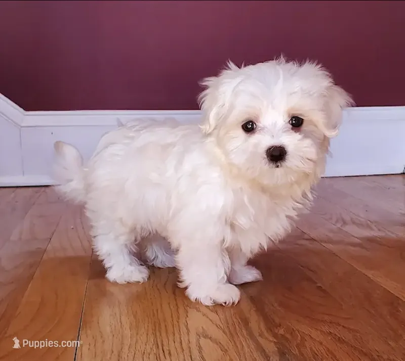 Maltese Male Perfect 10!