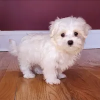 Maltese Male Perfect 10!, a male Maltese for sale in Marietta, GA – Photo 1 of 10