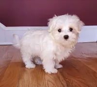 processed/dc30a8eb-1359-4920-b60b-0335893d1bf1/listing/e5942c2b-8096-4d57-9034-e09077c47efd/6cd60867-4b0b-45b0-9f62-c76cc7633b70