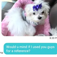 Maltese Male Perfect 10!, a male Maltese for sale in Marietta, GA – Photo 7 of 10