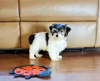 Morkie Male Parti color.. "I'm a Star", a male Yorkshire Terrier for sale in Marietta, GA – 3 of 9