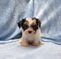 Yorkie Male Parti! "We will Be Best Friends", a male Yorkshire Terrier for sale in Marietta, GA – 3 of 9