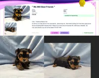 Tiny! Yorkie Male "I'm Your Dream Yorkie", a male Yorkshire Terrier for sale in Marietta, GA – 4 of 9