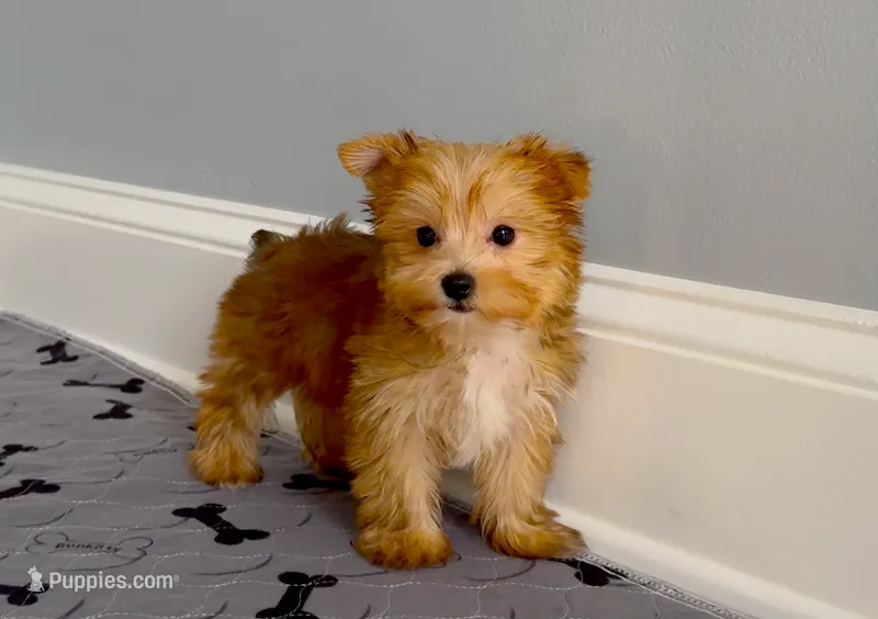 Tiny Morkie Male Gold Dust Color So Rare! – Morkie puppy for sale in Marietta, GA