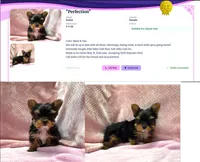 Yorkie Female "I'm so Irresistible", a female Yorkshire Terrier for sale in Marietta, GA – 3 of 10