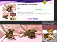 Tiny! Morkie Female Rare! Gold Dust.. "We Deserve Each Other", a female Morkie for sale in Marietta, GA – 4 of 10