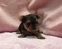 Yorkie Female "You Love Me", a female Yorkshire Terrier for sale in Marietta, GA – 3 of 9