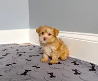 Yorkie Female Gold.. Green Eyes / So Rare!  , a female Yorkshire Terrier for sale in Marietta, GA – 3 of 10