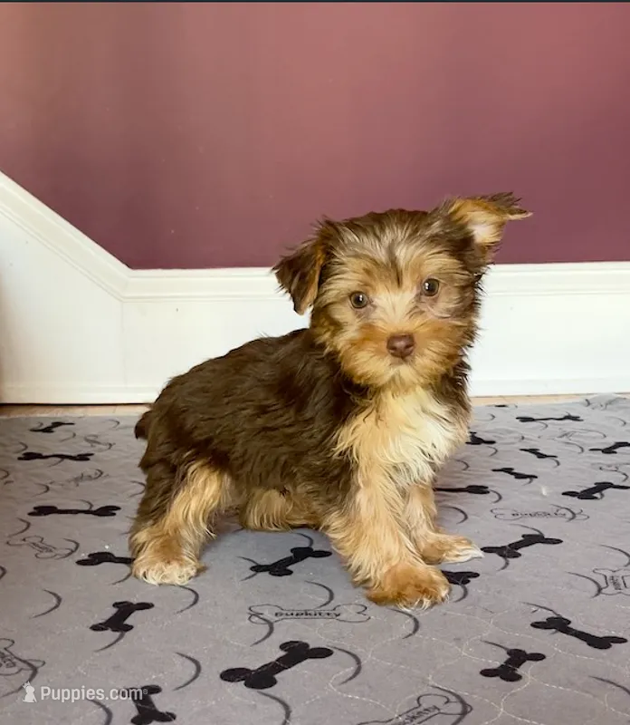 Perfect Yorkie Female Chocolate & Tan with Green / Hazel Eyes! – Yorkshire Terrier puppy for sale in Marietta, GA