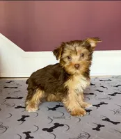 Perfect Yorkie Female Chocolate & Tan with Green / Hazel Eyes!, a female Yorkshire Terrier for sale in Marietta, GA – 1 of 8