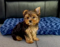 Perfect Yorkie.. "1 in a Million" Hurry!, a male Yorkshire Terrier for sale in Marietta, GA – 4 of 10