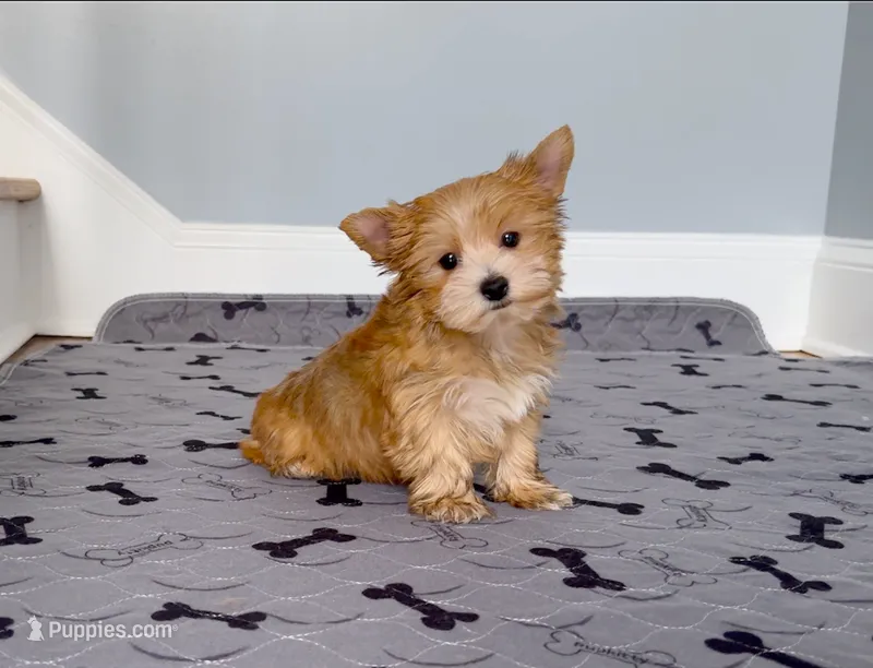 Tiny! Yorkie Female Gold.. So Rare!  "I'm a Star", a female Yorkshire Terrier for sale in Marietta, GA – 1 of 10