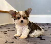Stunning Yorkie Parti Color.. So Rare!!, a male Yorkshire Terrier for sale in Marietta, GA – 1 of 10