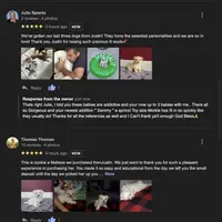 Maltese Male Dream Baby!, a male Maltese for sale in Marietta, GA – Photo 7 of 10