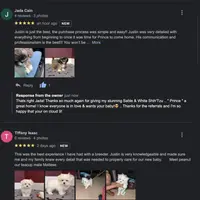 Maltese Male Dream Baby!, a male Maltese for sale in Marietta, GA – Photo 8 of 10