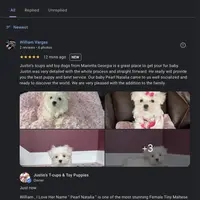 Maltese Male Dream Baby!, a male Maltese for sale in Marietta, GA – Photo 6 of 10