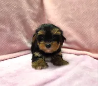 Yorkie Female "You Love Me", a female Yorkshire Terrier for sale in Marietta, GA – 3 of 9