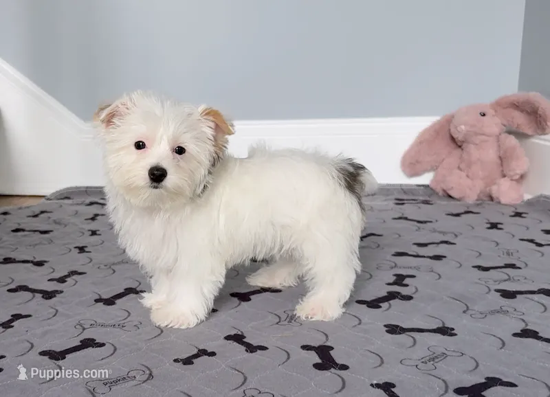 Yorkie Male Parti Color.."You Love Me" – Yorkshire Terrier puppy for sale in Marietta, GA