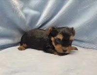 Tiny! Yorkie Male "I'm Your Dream Yorkie", a male Yorkshire Terrier for sale in Marietta, GA – 3 of 9