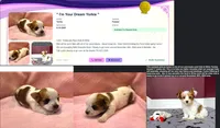 Yorkie Female Tiny! Gold & White "We Will Be Best Friends", a female Yorkshire Terrier for sale in Marietta, GA – 4 of 10