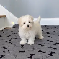 Maltese Male "Spoil Me", a male Maltese for sale in Marietta, GA – Photo 4 of 10