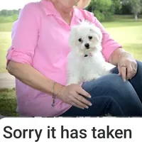 Maltese Male "Spoil Me", a male Maltese for sale in Marietta, GA – Photo 8 of 10