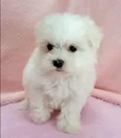 Maltese Female "Angel Baby", a female Maltese for sale in Marietta, GA – 3 of 9
