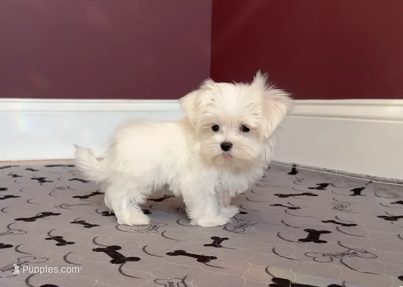 Maltese Male "Spoil Me"