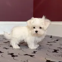 Maltese Male "Spoil Me", a male Maltese for sale in Marietta, GA – Photo 1 of 10