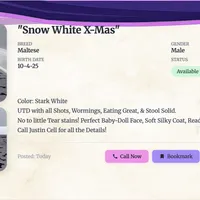 Maltese Male "Spoil Me", a male Maltese for sale in Marietta, GA – Photo 5 of 10