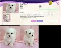 Maltese Female "Angel Baby", a female Maltese for sale in Marietta, GA – 4 of 9