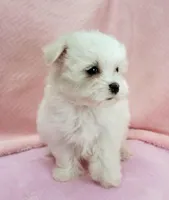 Maltese Female "Angel Baby", a female Maltese for sale in Marietta, GA – 2 of 9