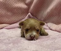 Tiny! Yorkie Female Gold.. So Rare!  "I'm a Star", a female Yorkshire Terrier for sale in Marietta, GA – 3 of 10