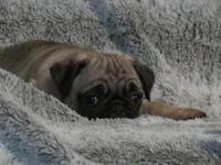 processed/dc326875-29f4-4139-8487-6e5473582b18/listing/9786ac4d-a7dc-4304-9baa-4d1cf703a2a8/c0748810-7fce-4ccc-bad0-339b6da52209