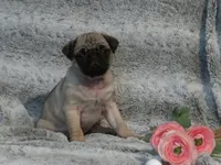 processed/dc326875-29f4-4139-8487-6e5473582b18/listing/9786ac4d-a7dc-4304-9baa-4d1cf703a2a8/f85ff688-1425-4783-bf09-e1c37bbcac4b