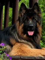 Male, a male German Shepherd Dog for sale in Attica, IN – Photo 3 of 8
