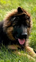 Male, a male German Shepherd Dog for sale in Attica, IN – Photo 1 of 8