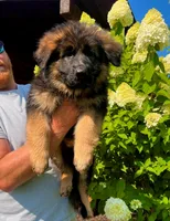 Male, a male German Shepherd Dog for sale in Attica, IN – Photo 7 of 8