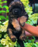 Male, a male German Shepherd Dog for sale in Attica, IN – Photo 8 of 8