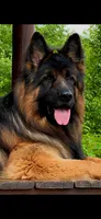 Male, a male German Shepherd Dog for sale in Attica, IN – Photo 6 of 8
