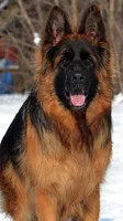 Male, a male German Shepherd Dog for sale in Attica, IN – Photo 4 of 8