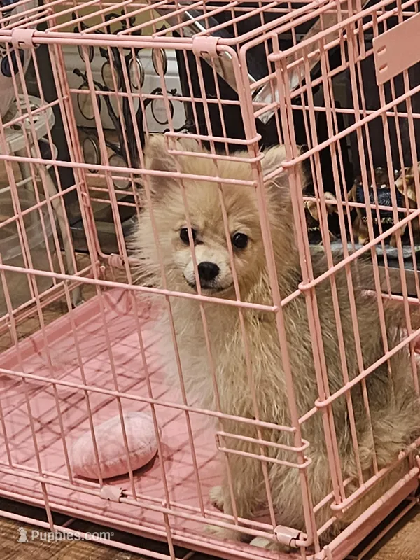 Elisa – Pomeranian puppy for sale in Uniondale, NY