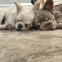 processed/dc36506b-42f0-4757-954c-7a55434c508c/facility/0d42da1b-71c9-4f68-a547-955ee86899c6