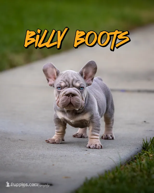 Billy Boots  – French Bulldog puppy for sale in Pomona, CA