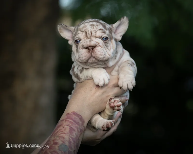 Dusty Rose  – French Bulldog puppy for sale in Pomona, CA